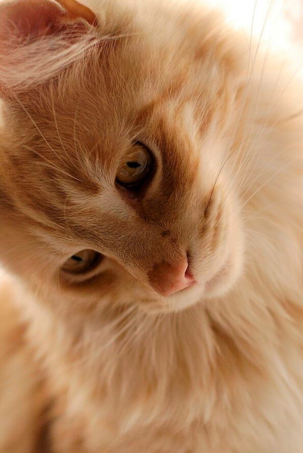 Фото из открытых источников интернета