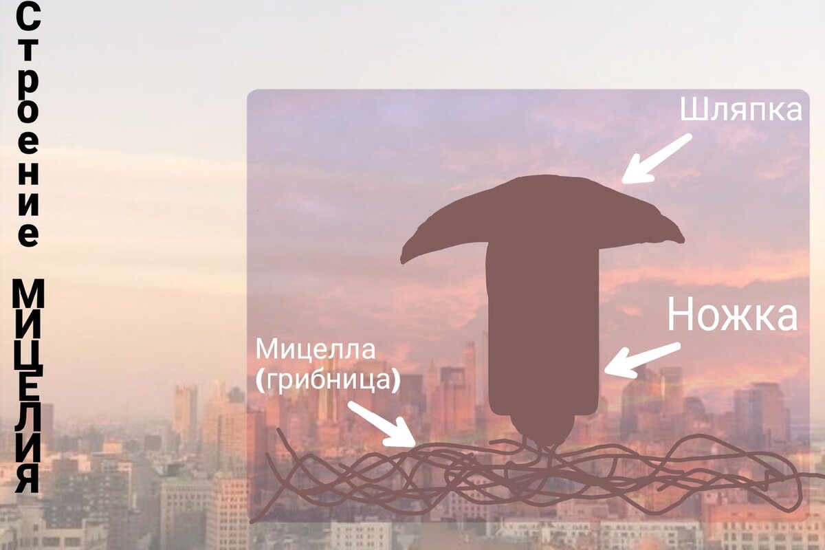 Источник - https://vk.com/ege.bio.mercury?z=article_edit-200740329_60112