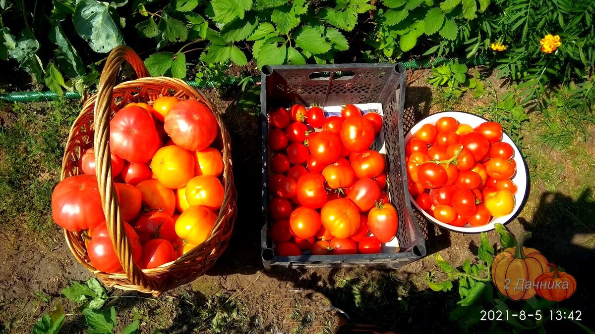 Первый массовой сбор помидор.