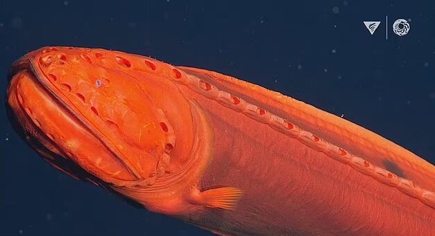 Источник: MBARI 