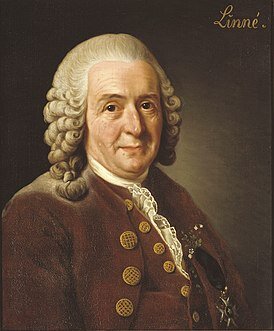 Учитель Иоганна Георги Карл Линней (1707-1778).