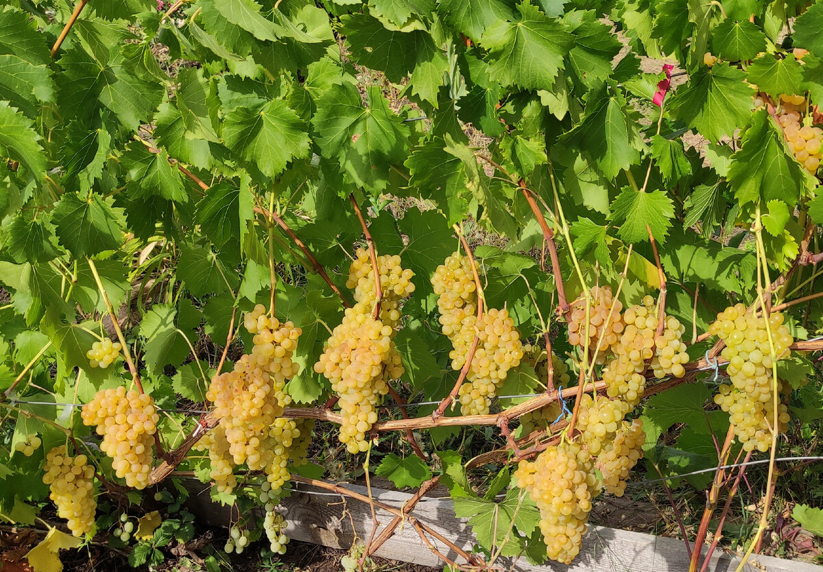 Куст Кишмиша 342, растущий на отшибе без особого ухода. Нижние листья удалены