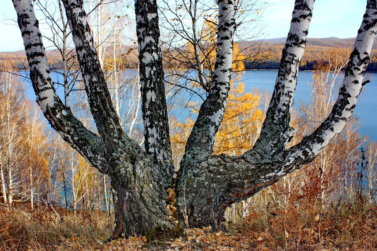 Картинка с сайта fotokto.ru