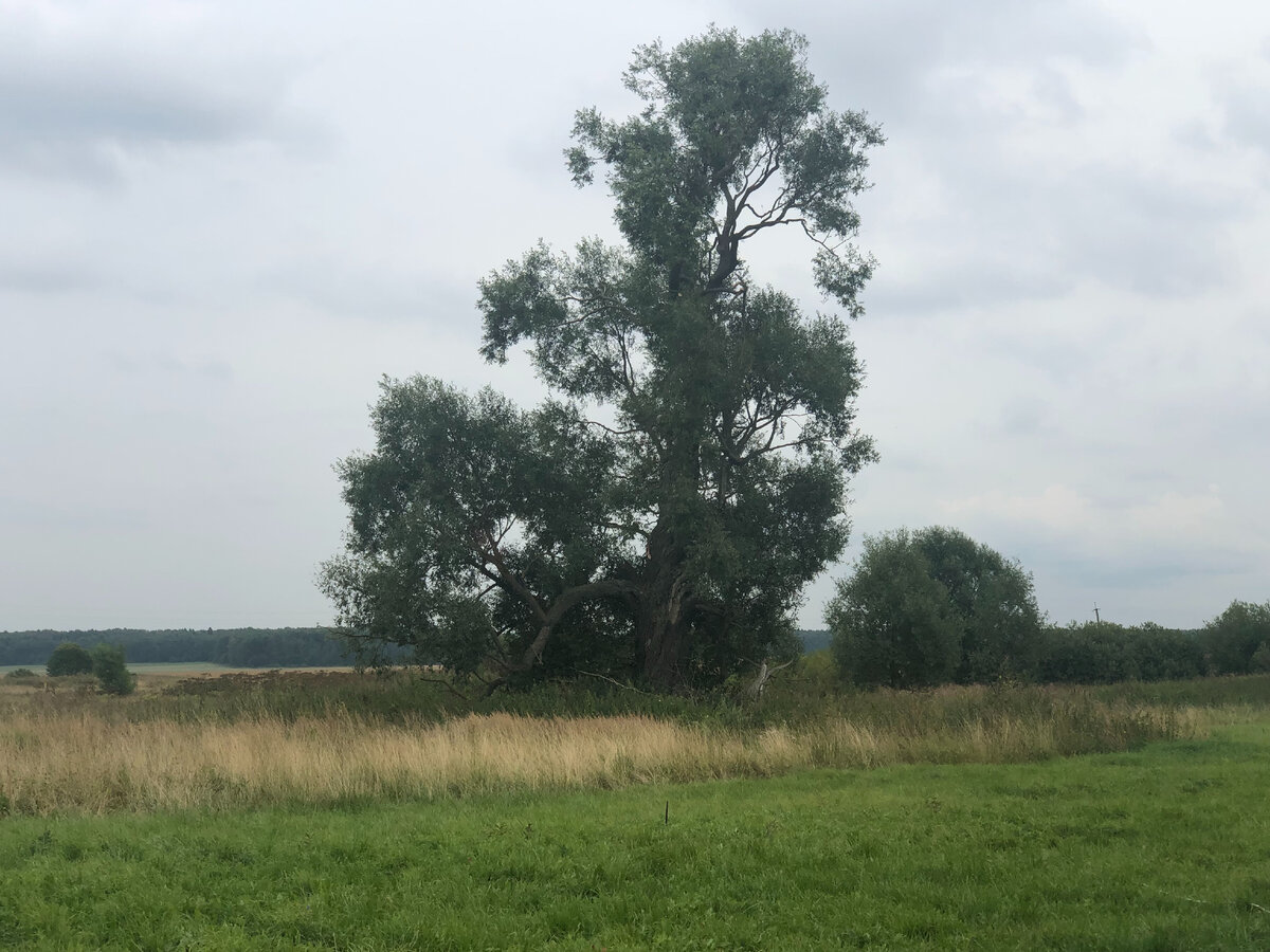 Вот примерно такое дерево росло на участке