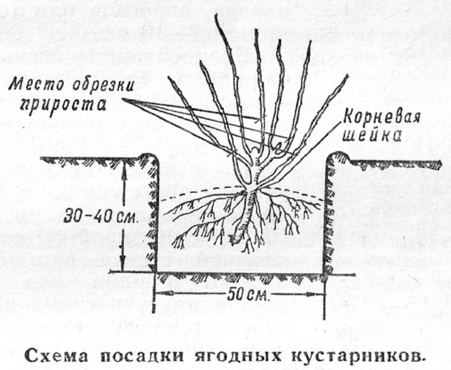 Схема посадки алычи