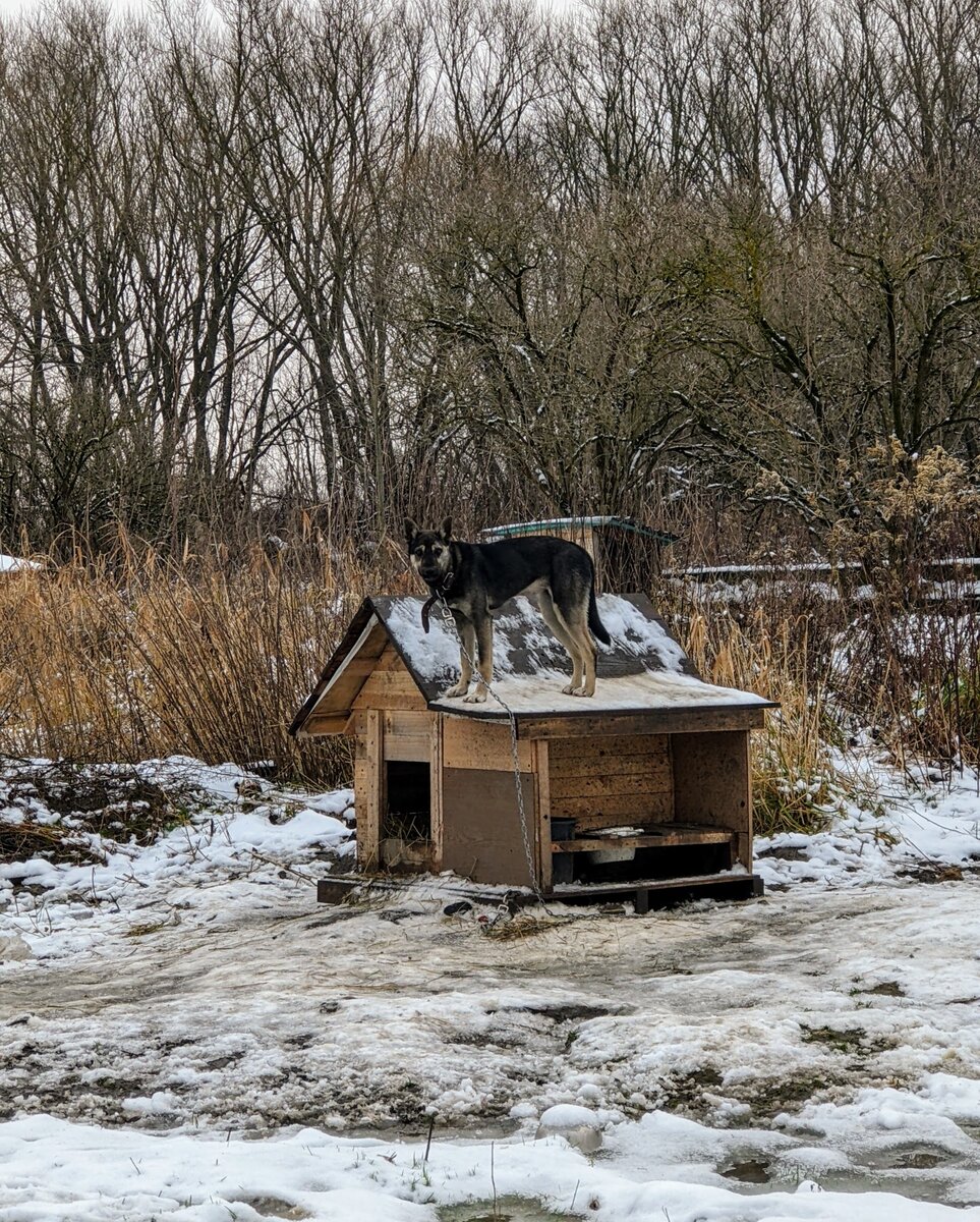 Прям говорящее фото с Боней, которая только недавно перенесла 2 операции(к слову прошлую крышу на будке она благополучно сожрала!)
