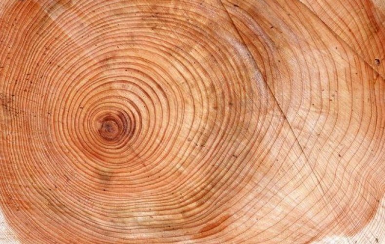Древесина граба