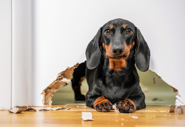 Чтобы достичь гармонии в жизни с питомцем, нужно пройти немало испытаний и постепенно обучить собаку всему необходимому. 