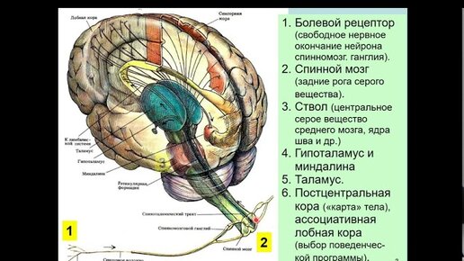 下载视频: Дубынин В. А. - Физиология сенсорных и двигательных систем - Система болевой чувствительности