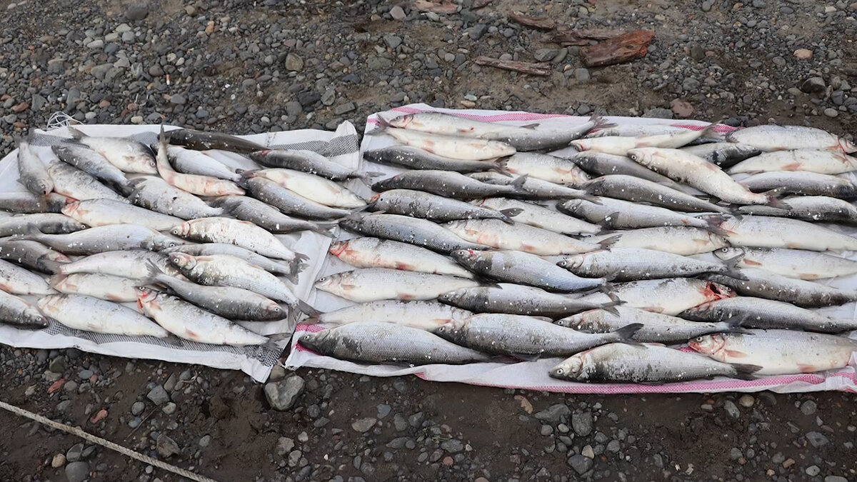 Фото с сайта: https://mvdmedia.ru