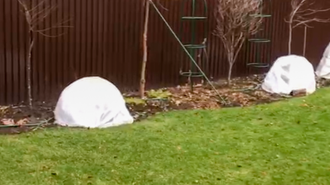 Лучше всего зимуют розы, посаженные в групповые посадки, у меня по 3 шт.