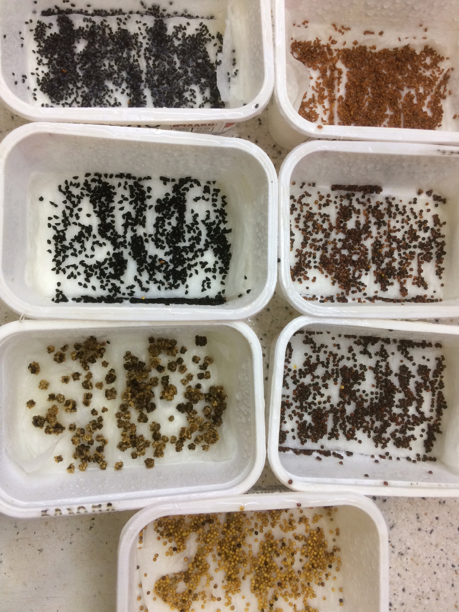 Обычно в такие контейнеры сею семена однолетних цветов, удобно