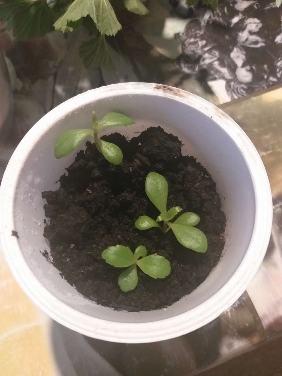 Мои хризантемки.