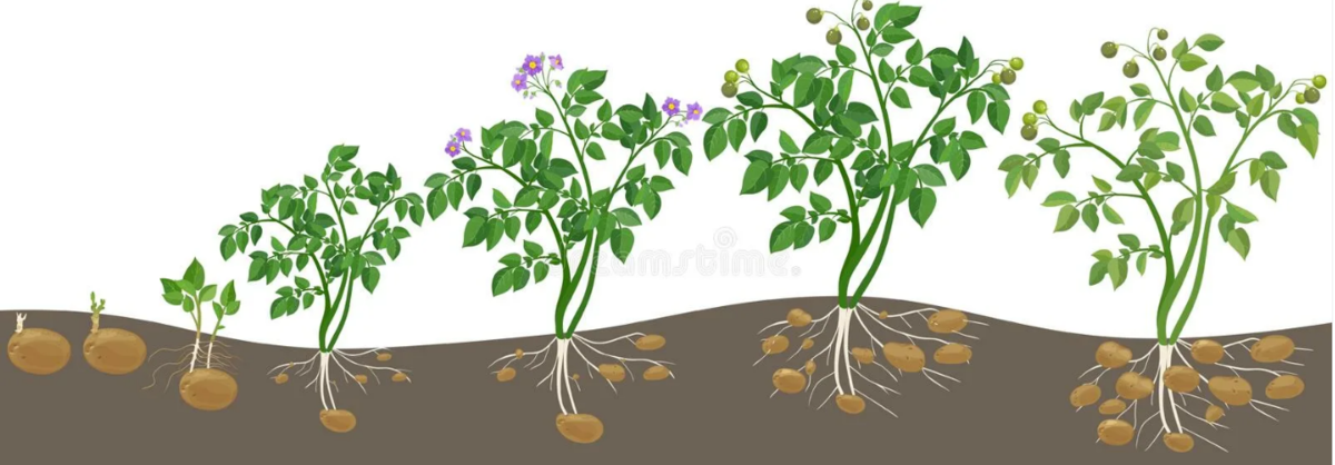 Как прорастает картофель в земле схема