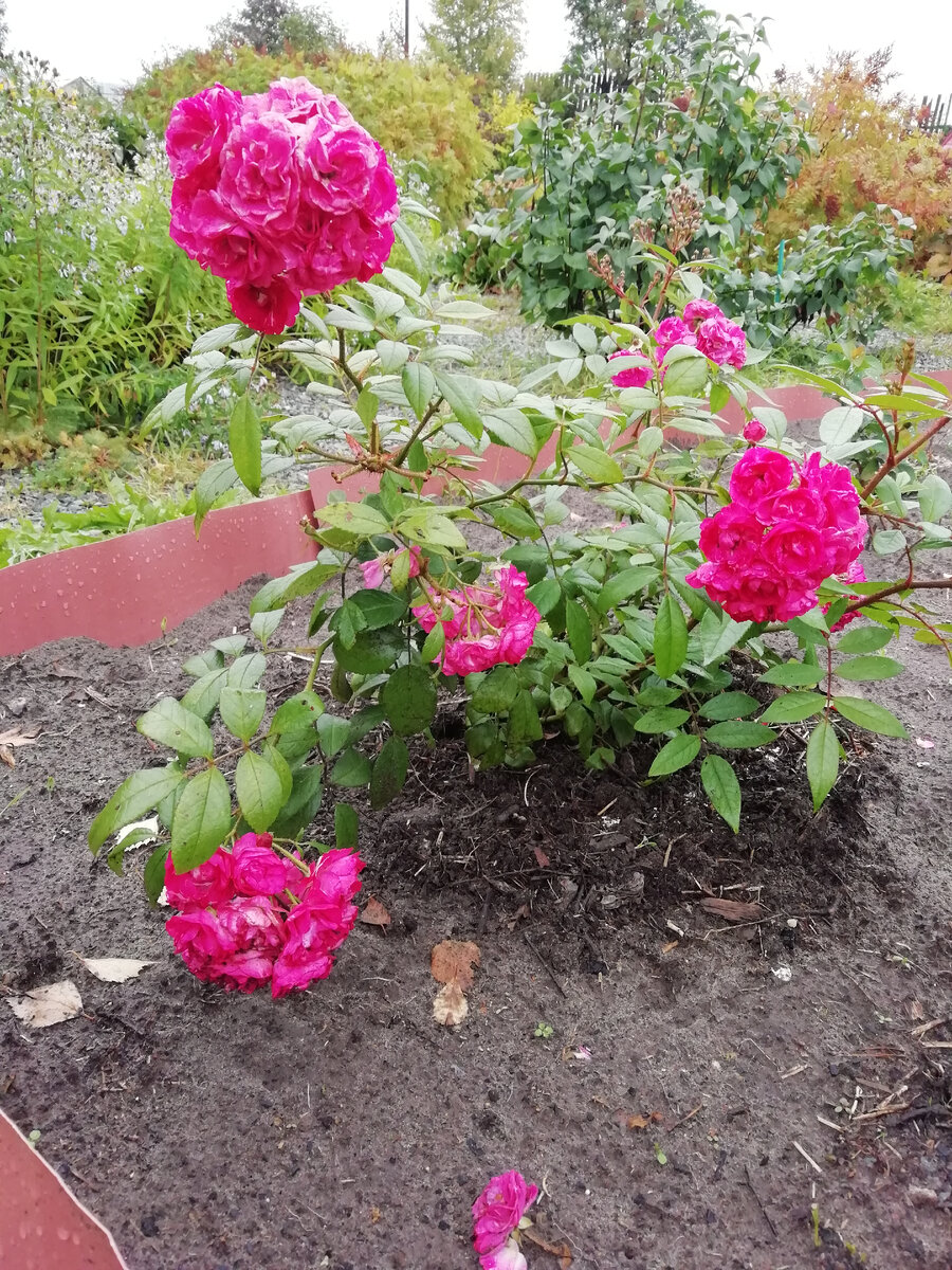 Это саженец прошлого сезона, весна 2021.