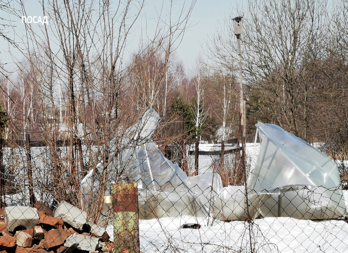 Ещё одна жертва зимы.