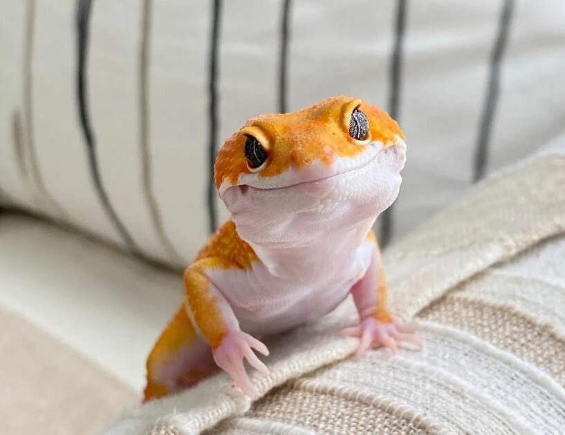 Фото заимствовано в интернете