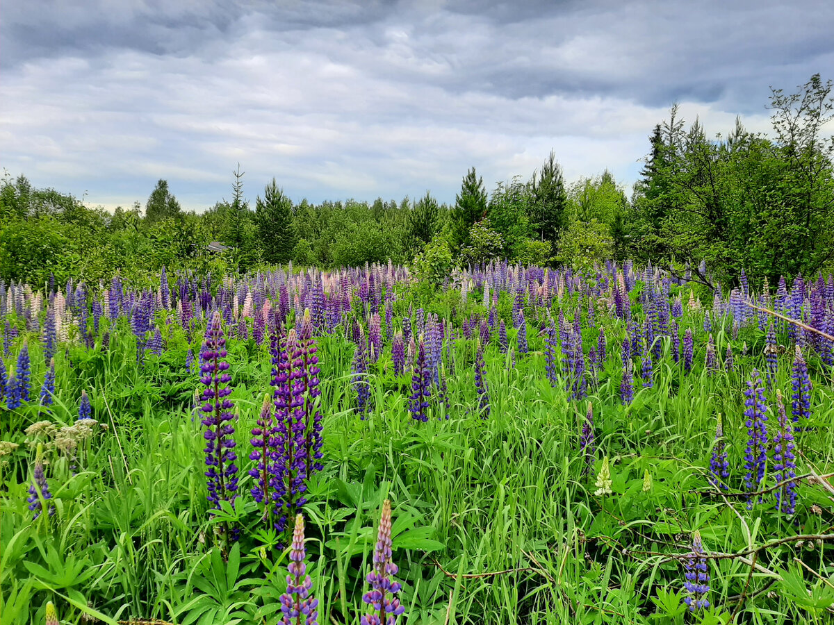 Массив люпина многолистного, фото автора