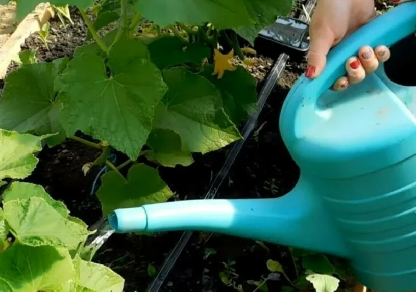 Фотография взята из источника yandex.ru