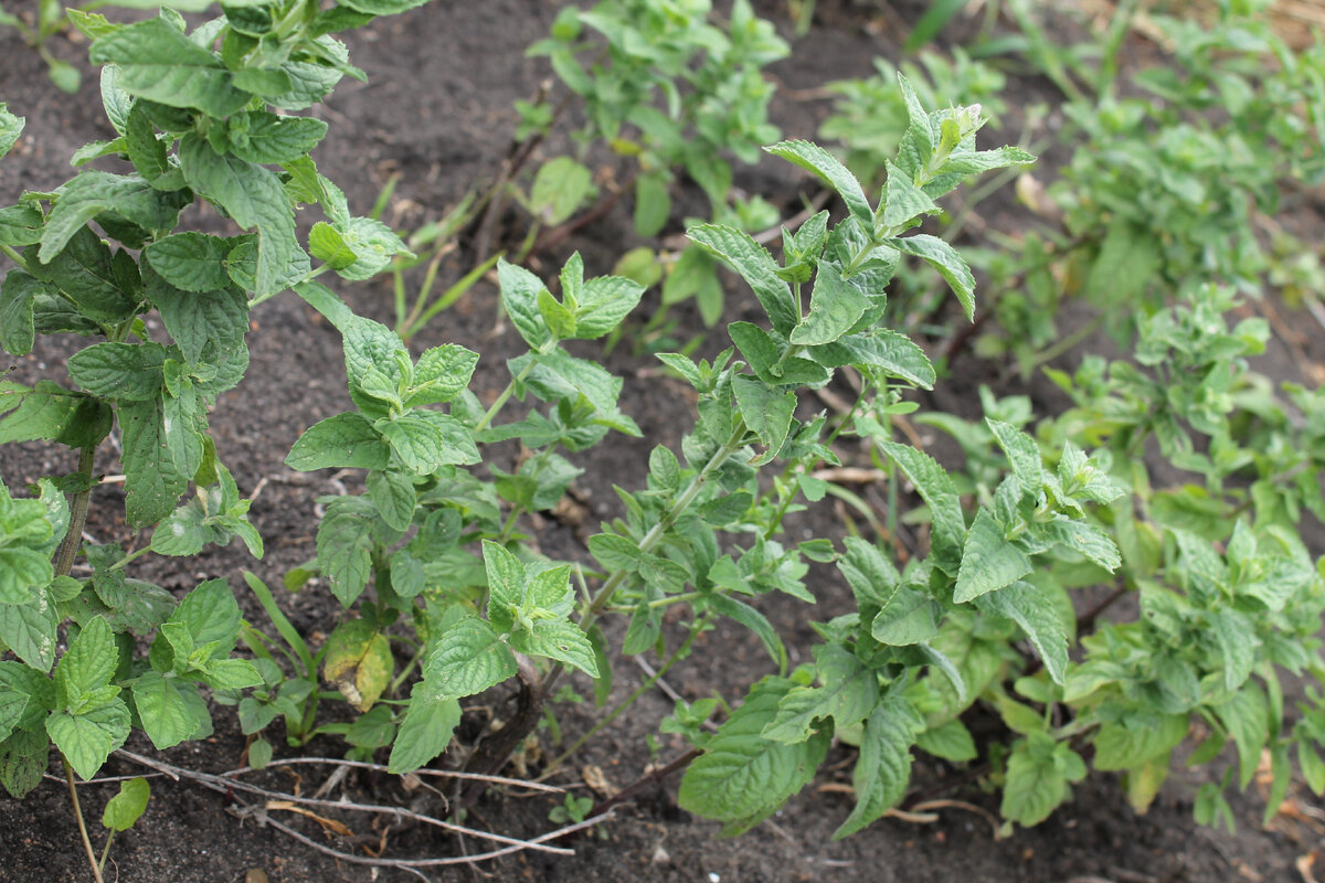 Мята с дачи