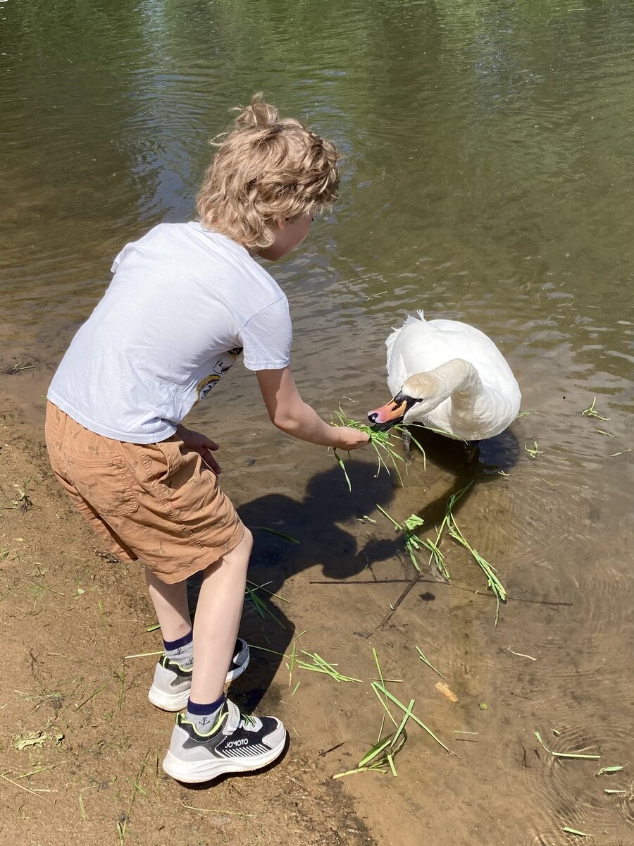 Лебеди в ландшафтном парке Митино