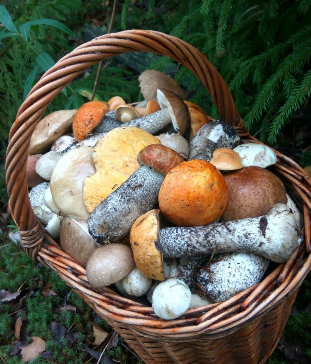 Грибной сезон в разгаре