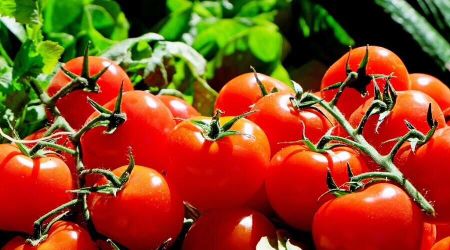    Как законсервировать помидоры? Фото по лицензии pxhere.com