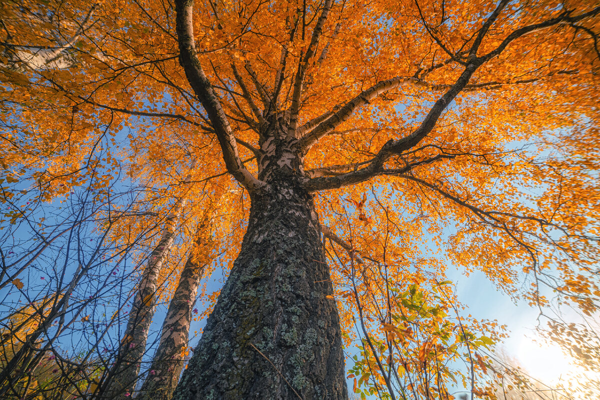 и высокая крона
