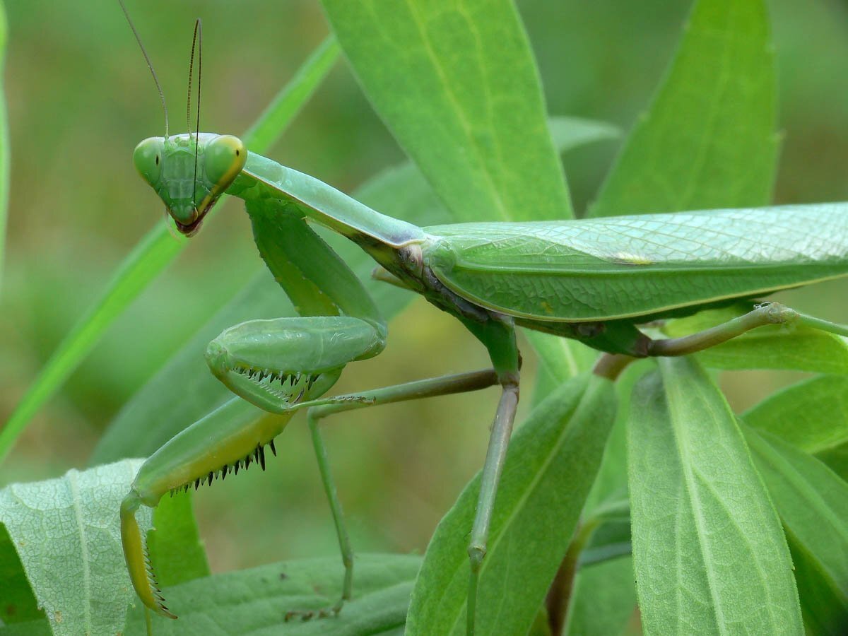 Богомол Mantis religiosa самка