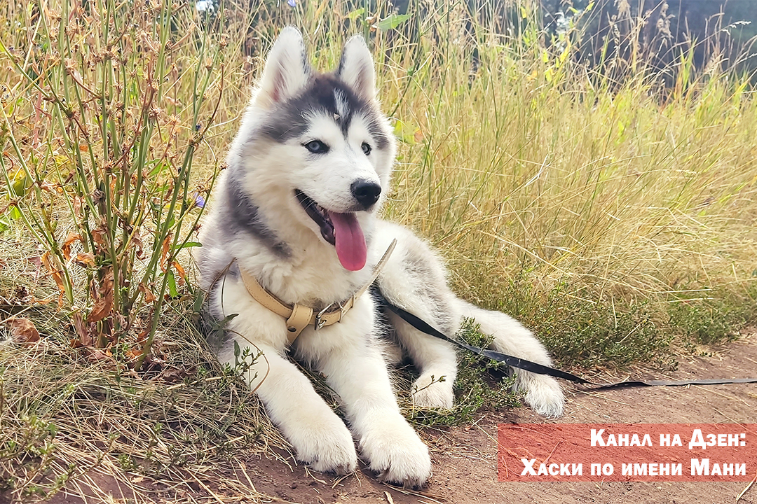 Виды хаской. Хаски линяет. Собака эксперт. Первая линька у хаски. Разновидности хаски фото и названия