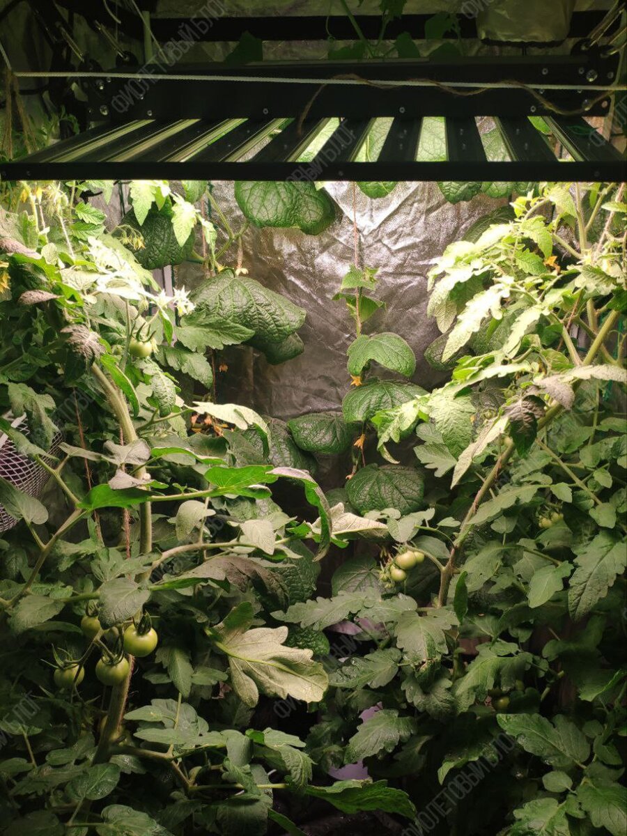 «А че, давайте вырастим!». С этой фразой и с большим потоком вдохновения начали воплощать идею в жизнь.-14