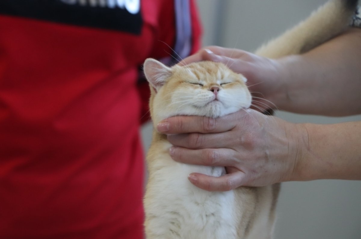    В одной из квартир в Ейске нашли кошку, которая была там с момента ЧП