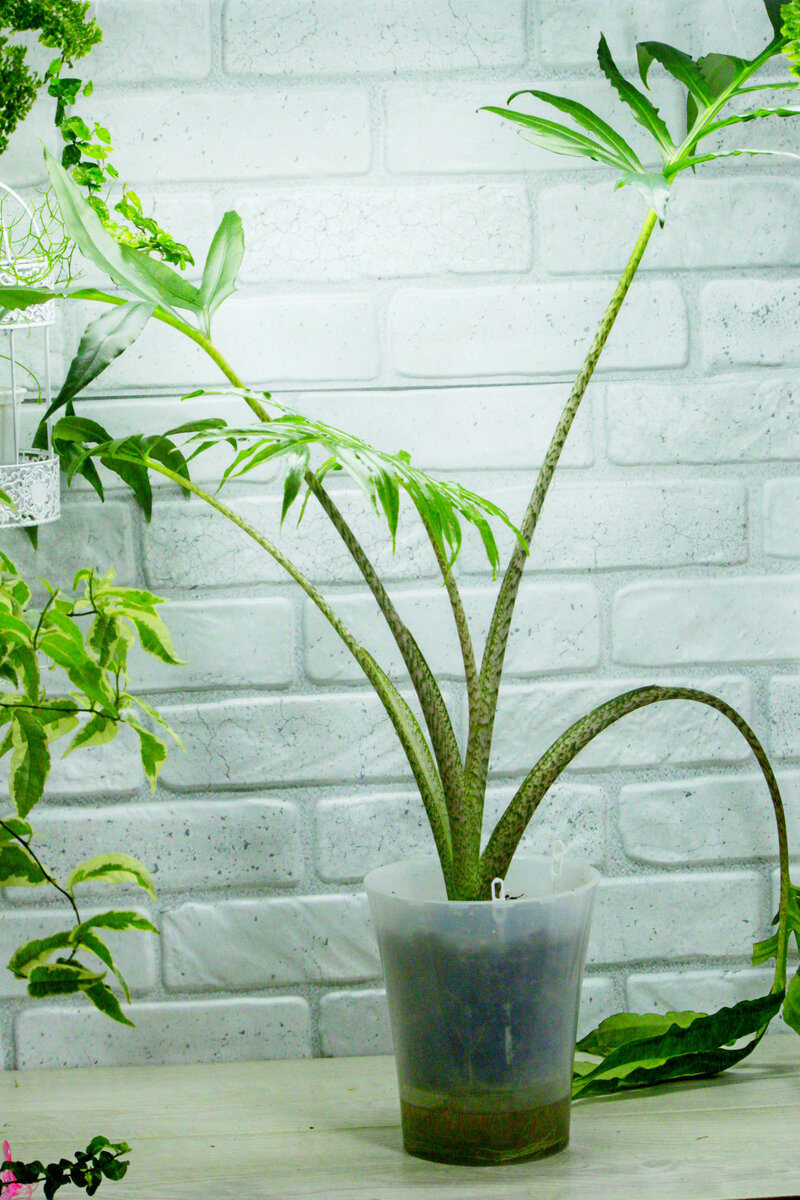 фото и коллекция автора Masteritayaplants