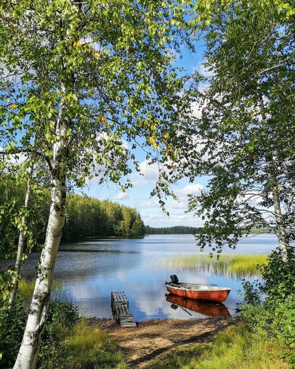 Березы на берегу