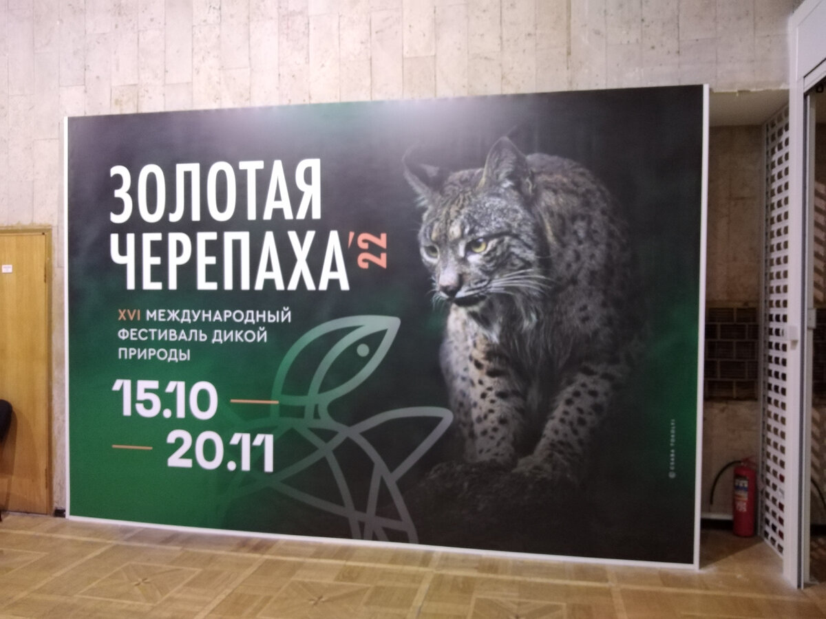 золотая черепаха ресторан