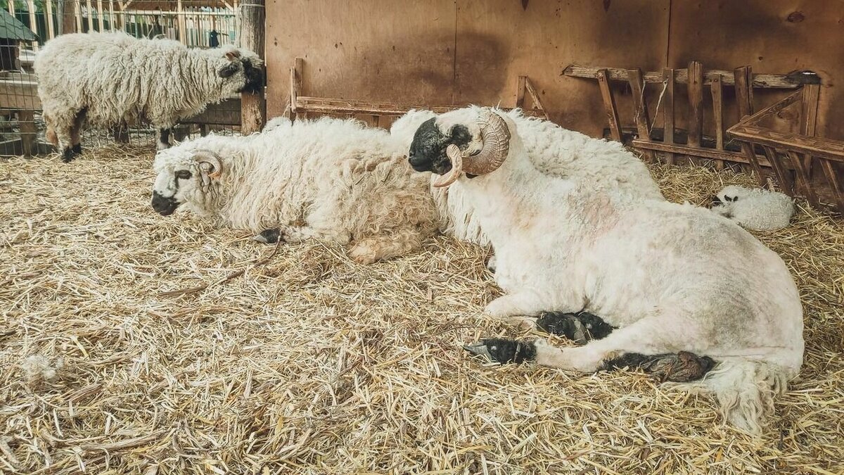     У фермера украли 5 овец. Житель Омской области непредусмотрительно нанял пастухом ранее судимого мужчину.