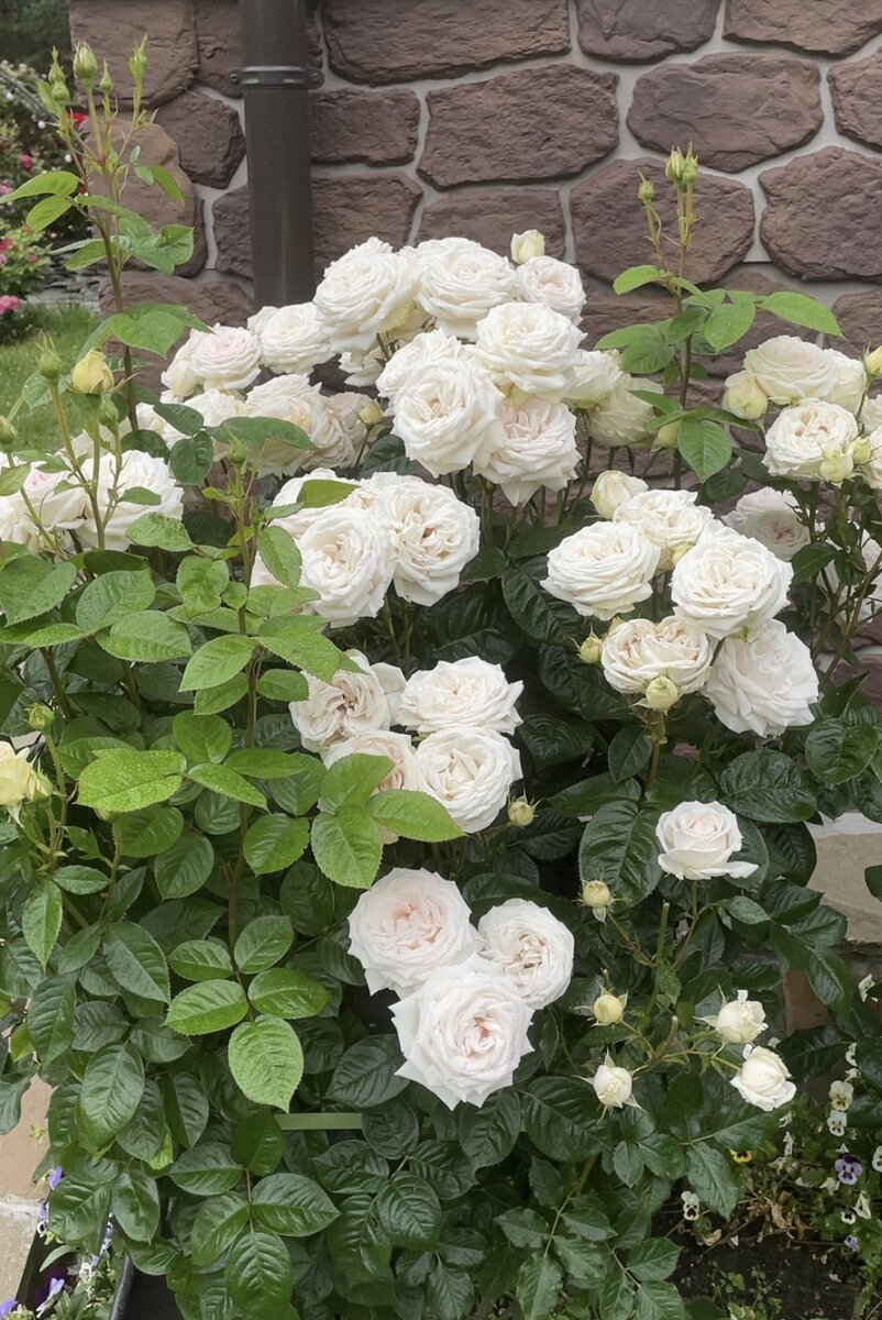 Характеристики розы Мадам Анизет