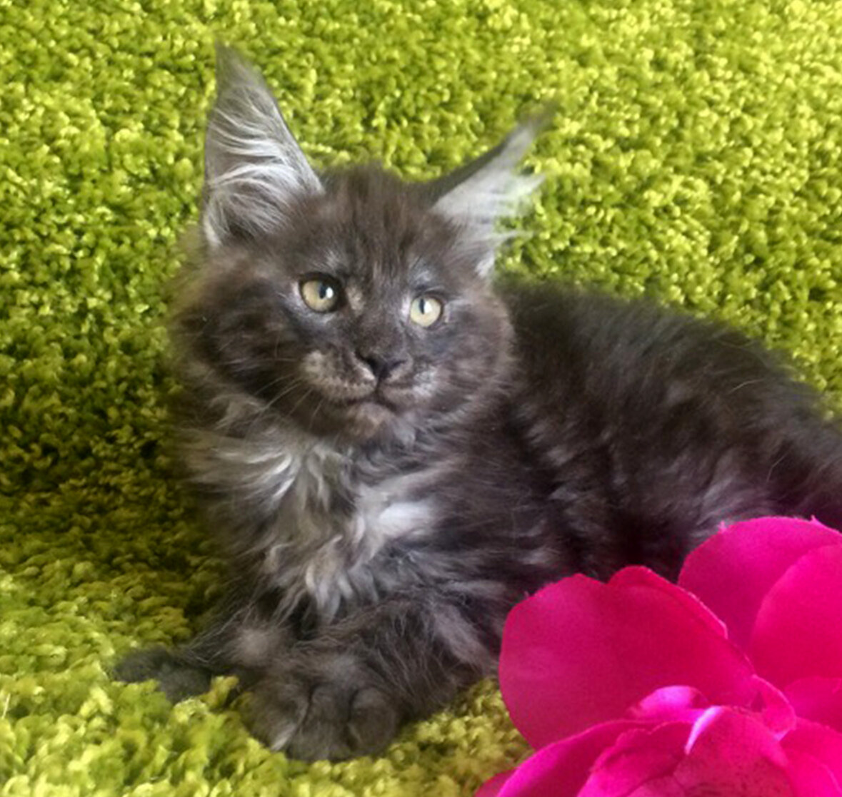 Фото котёнка из питомника Adamand-coon