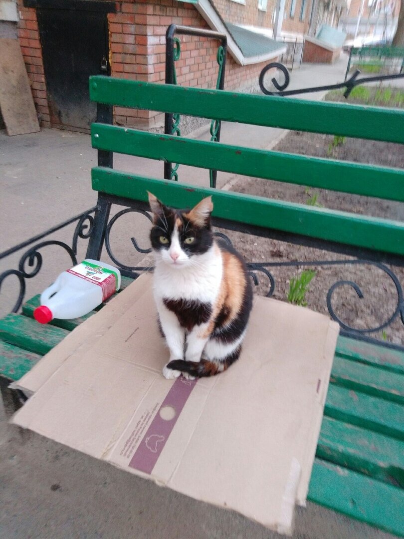 Подопытная кошка)