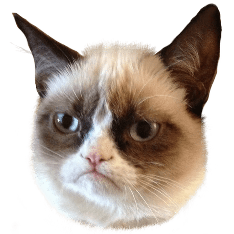 Грэмпи кэт. Морда кота на белом фоне. Cat meme png. Cat meme png. Кот мем на прозрачном фоне.