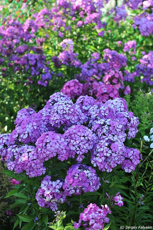 флокс море. флокс метельчатый синее море. флокс черное море. флокс метельчатый синее море.