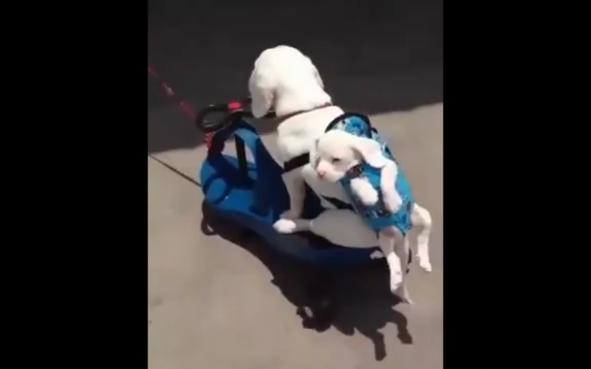 Кадр видео Одноклассники/UZ GIF Фото и Видео