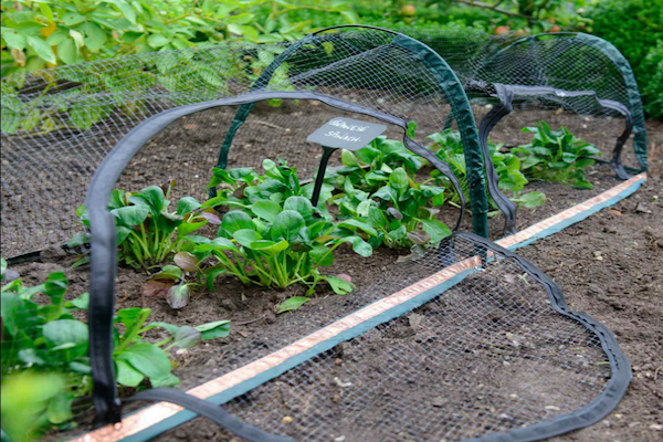 Фото: https://www.harrodhorticultural.com/uploads/images/products/GNE-377_Popadome_Crop_Protection_Tunnel_1.jpg