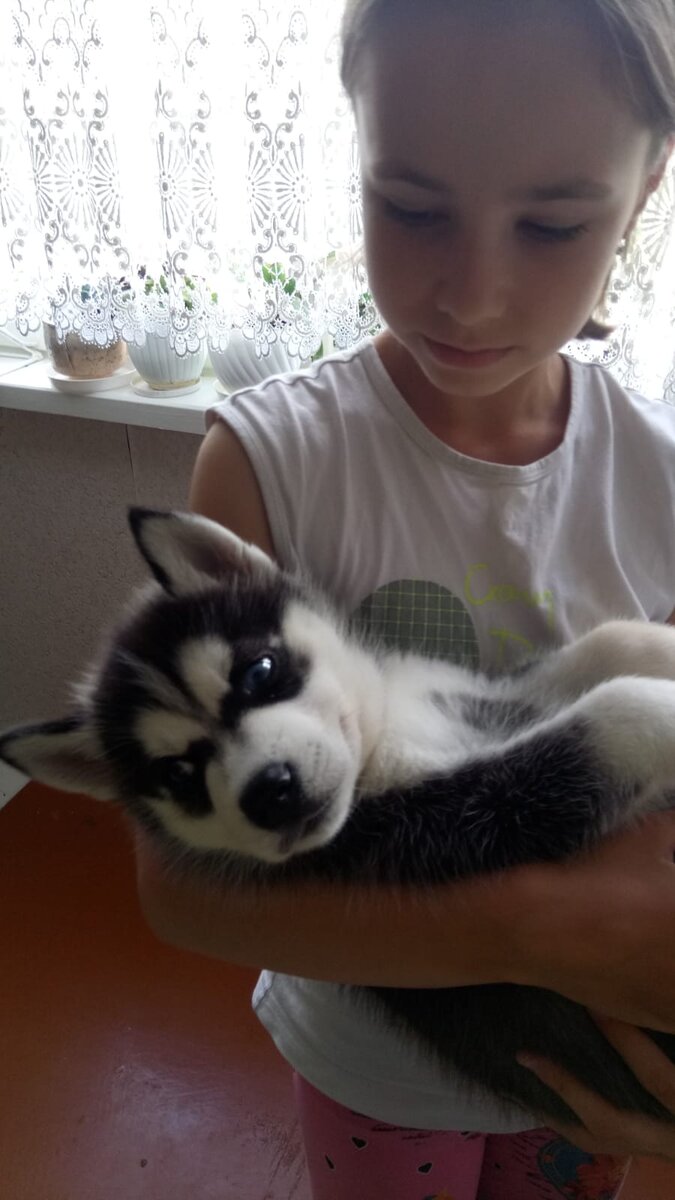 Хаски щенок