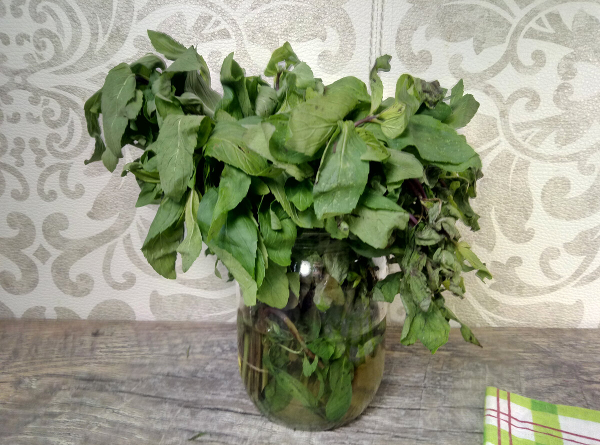 Упс...Вот такую мяту я принесла домой из магазина... Видимо сказался перепад температуры из холодильника — и на улицу. Да пару часов в сумке...