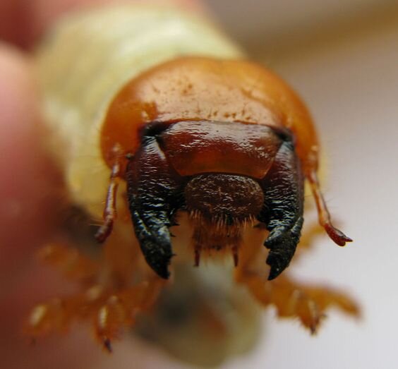 https://ru.wikipedia.org/wiki/Жук-олень#/media/File:Lucanus_cervus_larva_head_close_up.JPG