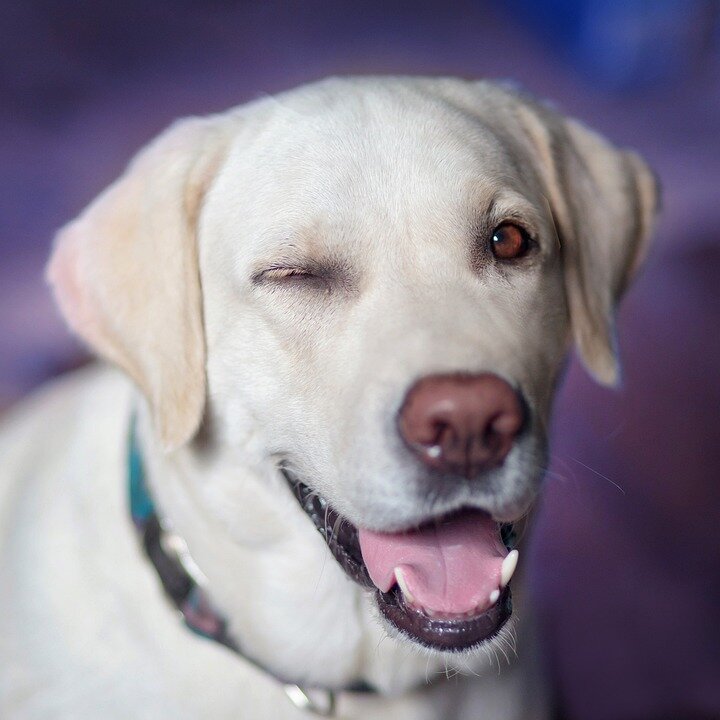 https://cdn.pixabay.com/photo/2017/11/13/08/33/dog-2944964_960_720.jpg