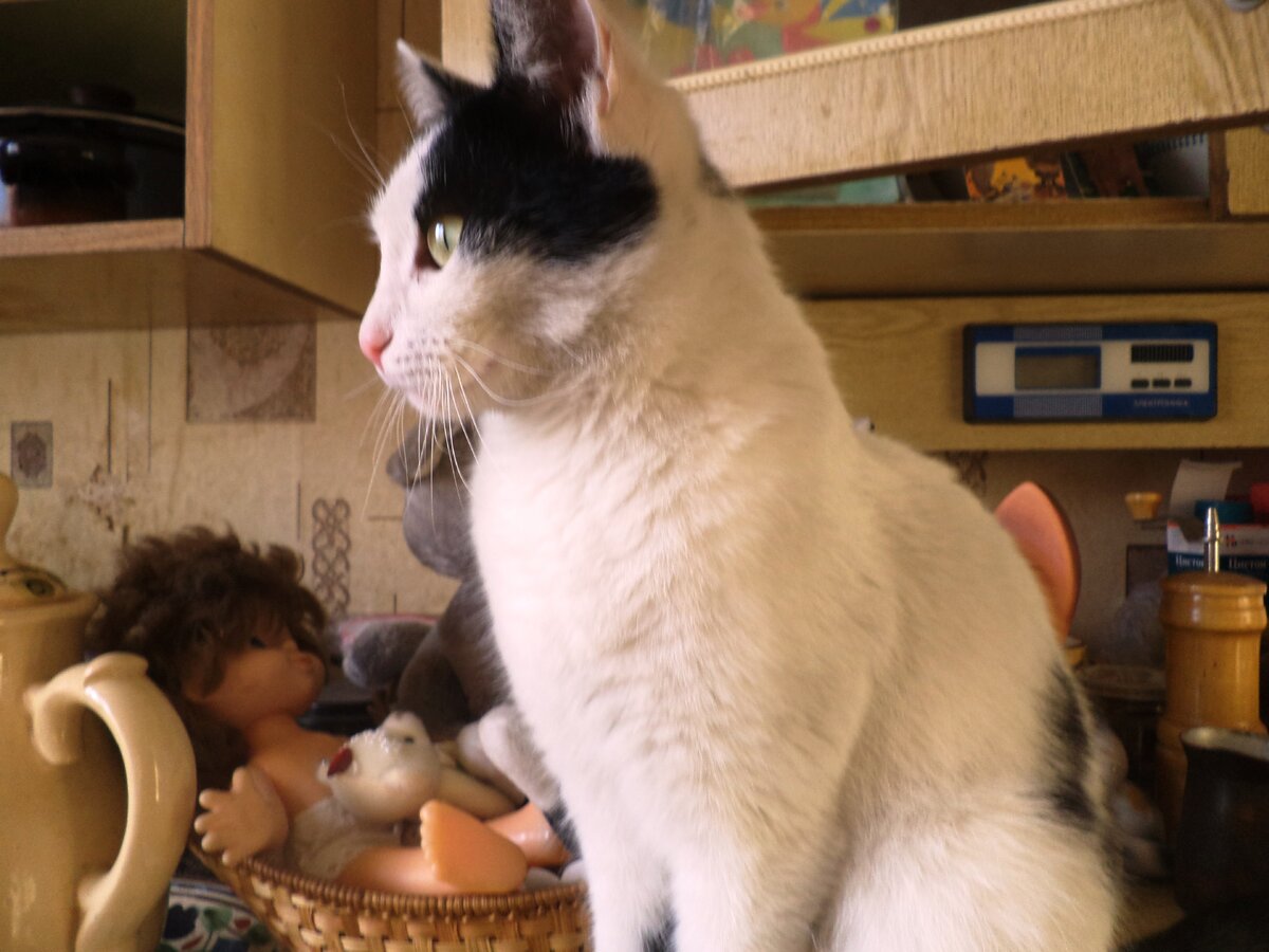 Синги: "Дайте мне чашу на этом пиру! Дайте! Иначе сама заберу!"