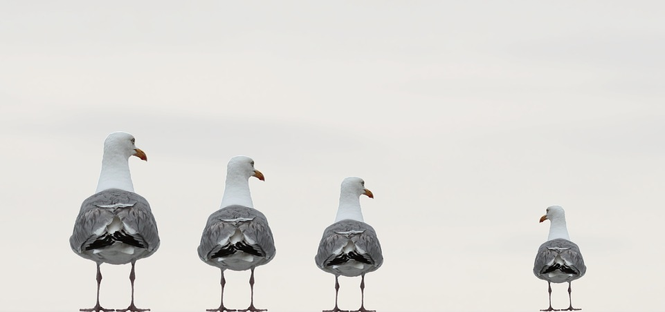 https://cdn.pixabay.com/photo/2017/08/20/17/42/gulls-2662550_960_720.jpg