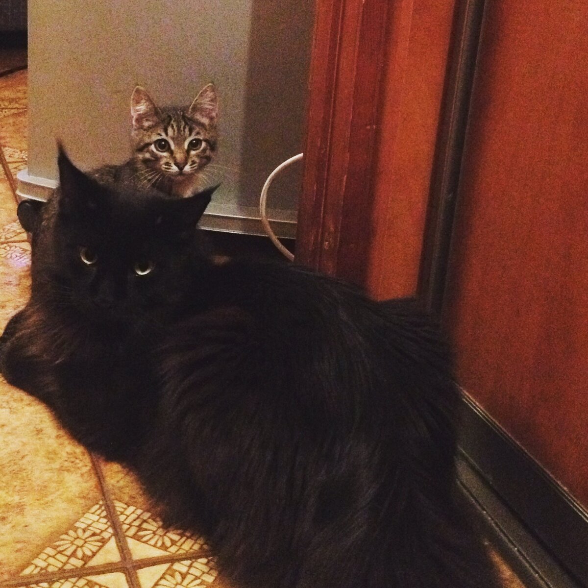 Мой маленький Паниковский, найденный на трассе 